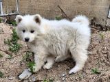 Karbeyaz A Kalite Samoyed Yavrular