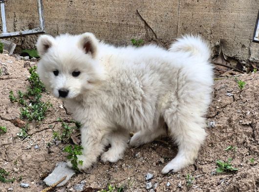 Karbeyaz A Kalite Samoyed Yavrular görsel