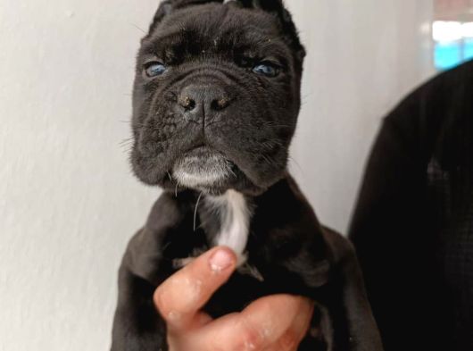 İri baş iri kemik cane corso bebekler