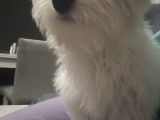 Maltese Terrier 6 Aylık Pasaportlu Chipli