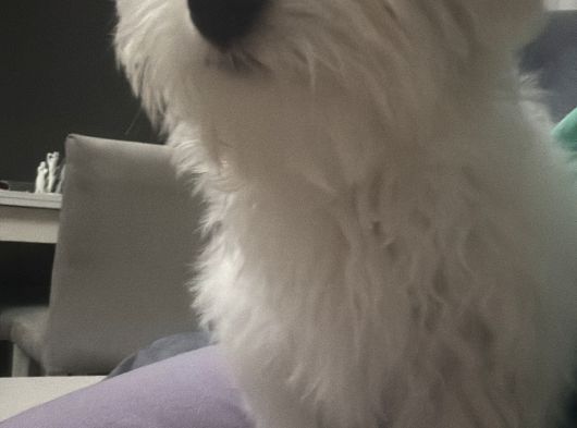 Maltese Terrier 6 Aylık Pasaportlu Chipli görsel