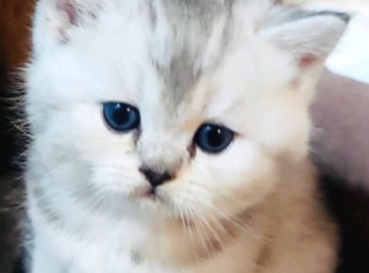 Safkan A Kalite Evden Çok Güzel Bebekler  Ücretli