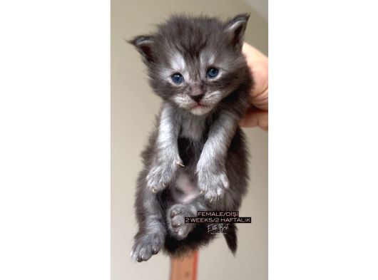Türkiyenin Her Yerine Teslim Xxl Maine Coon