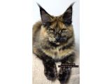 Türkiyenin Her Yerine Teslim Xxl Maine Coon