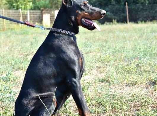 İri Göğüs King Doberman Bebekler görsel