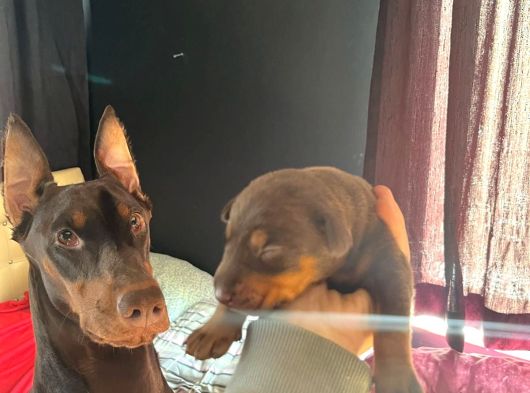 Kızıl Renk Iri Göğüs Doberman Bebekler görsel