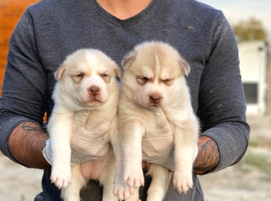 A Kalite Safkan Husky Bebekler görsel