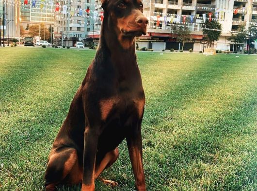 Kızıl Renk Iri Göğüs Doberman Bebekler görsel