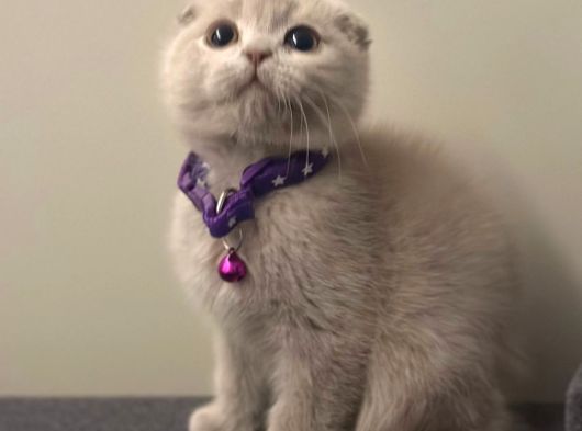 Anotomi Harikası Özel Renk Lilac Scottish Fold görsel