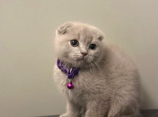 Anotomi Harikası Özel Renk Lilac Scottish Fold