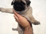 A kalite pug bebekler