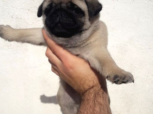 A kalite pug bebekler