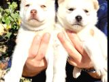 A Kalite Safkan Husky Bebekler