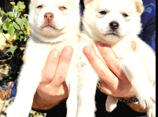 A Kalite Safkan Husky Bebekler görsel