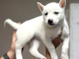 A Kalite Safkan Husky Bebekler