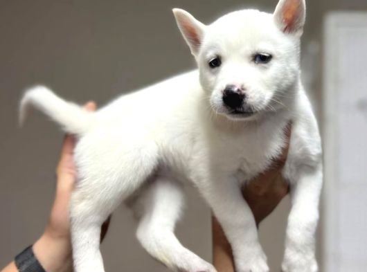 A Kalite Safkan Husky Bebekler görsel