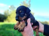 İri Göğüs King Doberman Bebekler