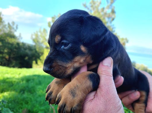 İri göğüs king doberman bebekler