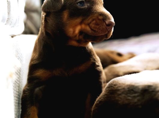 Kızıl Renk Iri Göğüs Doberman Bebekler görsel