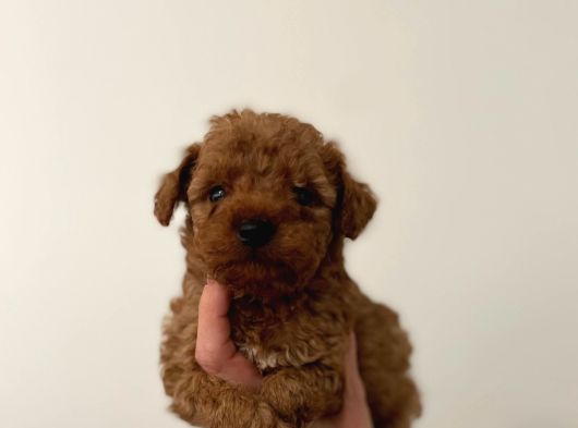 En miniği en oyuncak suratlısı bizde poodle bebekler
