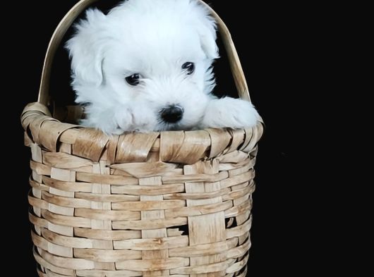 Mini boy maltese terrier bebekler