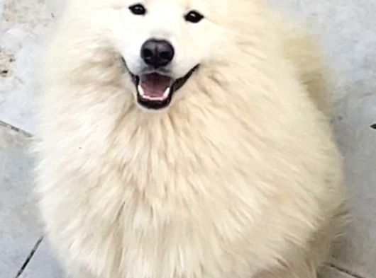 Genç Samoyetler