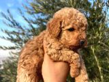 A Kalite Poodle Bebekler