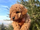A Kalite Poodle Bebekler