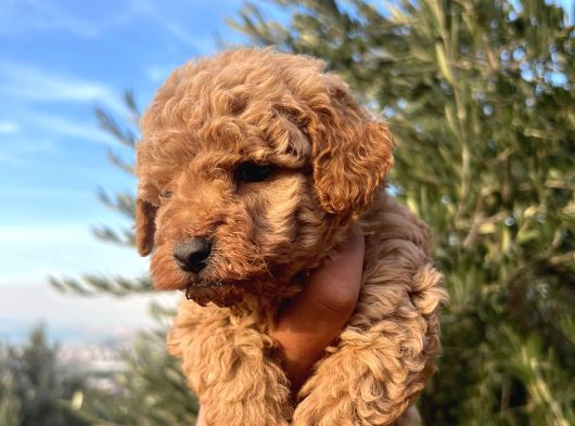 A Kalite Poodle Bebekler görsel