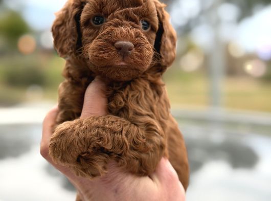 Kusursuz Küçük Boy Poodle Yavruları görsel