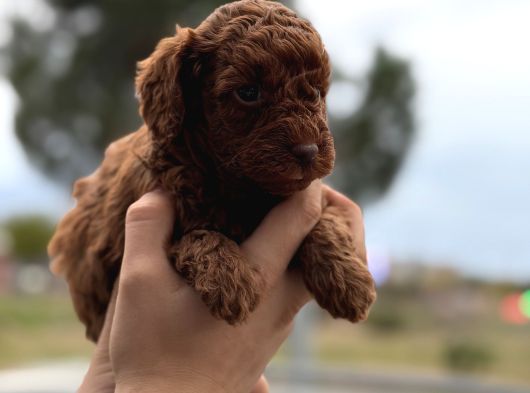 Kusursuz Küçük Boy Poodle Yavruları görsel