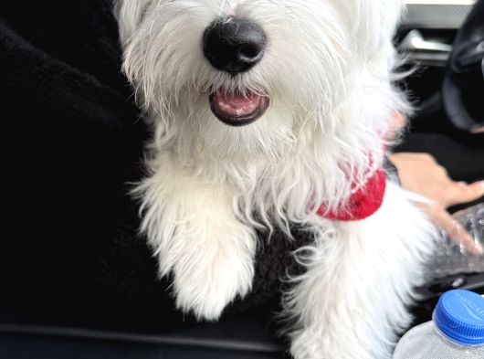 Maltese Terrier 6 Aylık Pasaportlu Chipli