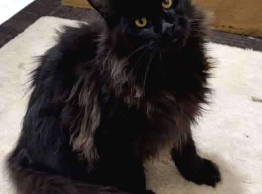 Üst Düzey A Kali̇te Dev Bi̇r Mai̇ncon 6 Aylik Yavrumuz Tesli̇me görsel
