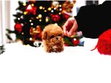 Anti̇alerji̇k  Toy Poodle Yavrularim
