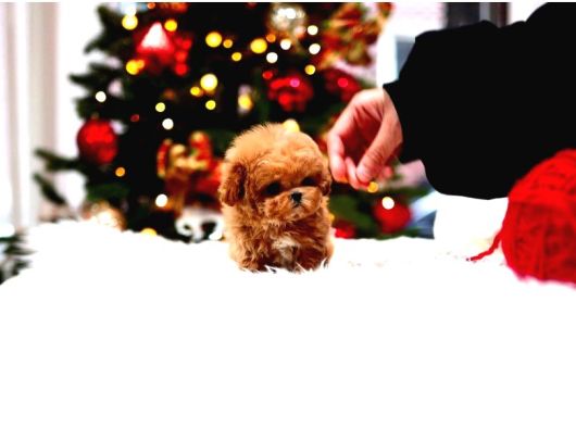 Anti̇alerji̇k  Toy Poodle Yavrularim görsel