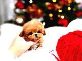 Anti̇alerji̇k  Toy Poodle Yavrularim
