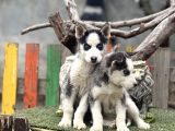 Maviş Husky Yavrularımız