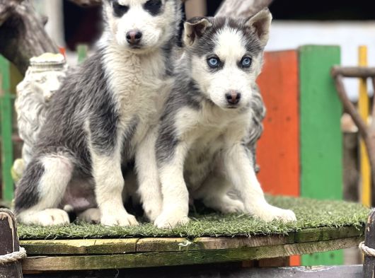 Maviş Husky Yavrularımız görsel