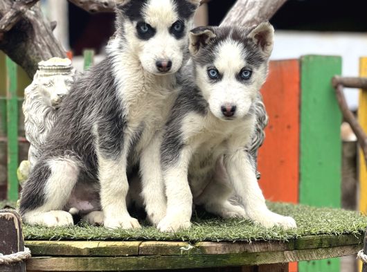 Maviş Husky Yavrularımız görsel