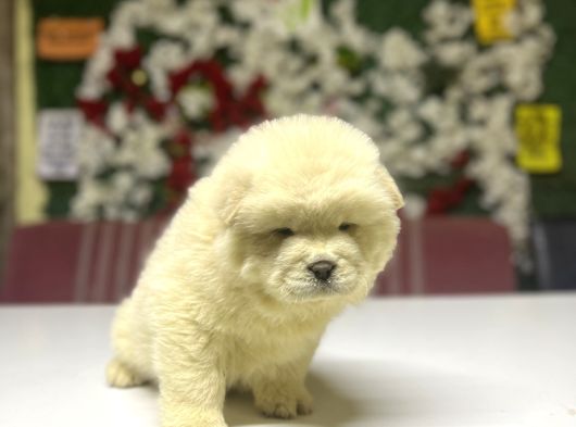 Chow chow A kalite Yavrular
