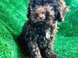 Mükemmel Si̇yah Toy Poodle Yavrularimiz