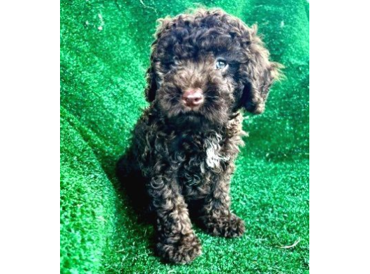 Mükemmel Si̇yah Toy Poodle Yavrularimiz görsel
