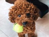 SHOW KALİTE TOY POODLE YAVRULARI ÇİFTLİKTEN