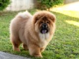 ANATOMİ HARİKASI CHOW CHOW BEBEKLERİMİZ