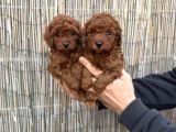 Üreti̇m Çi̇ftli̇ği̇nden Kahve Toy Poodle Yavrular