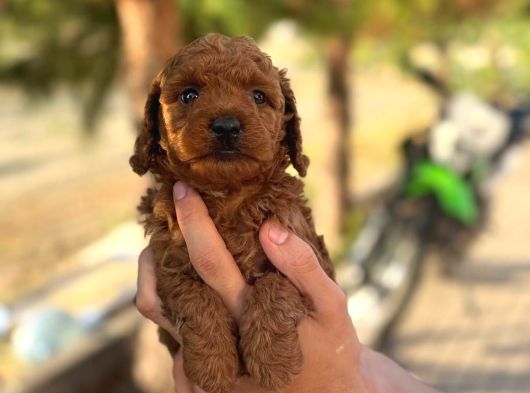 A Kalite Red Brown Yavrularımız görsel