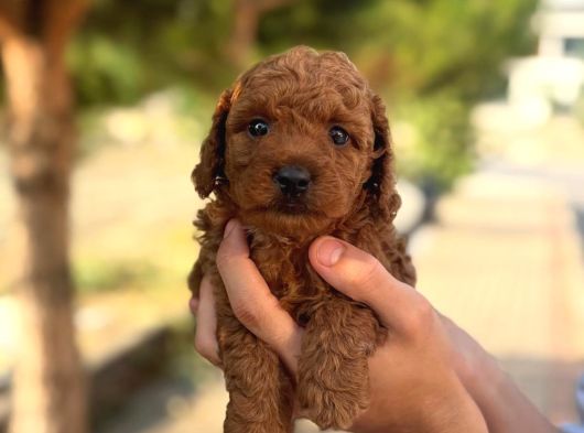 A Kalite Red Brown Yavrularımız görsel