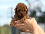 Zarafetin tüylü hali toy poodle