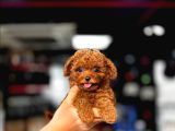 Ufak Boy Red Dişi Ve Erkek Toy Poodle Yavrular