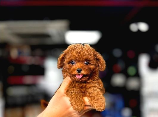 Ufak Boy Red Dişi Ve Erkek Toy Poodle Yavrular görsel